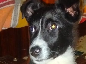 Vuoi adottare un cane a Enna?