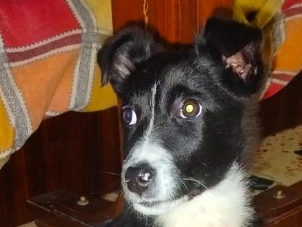 Adotta il cane George a Enna