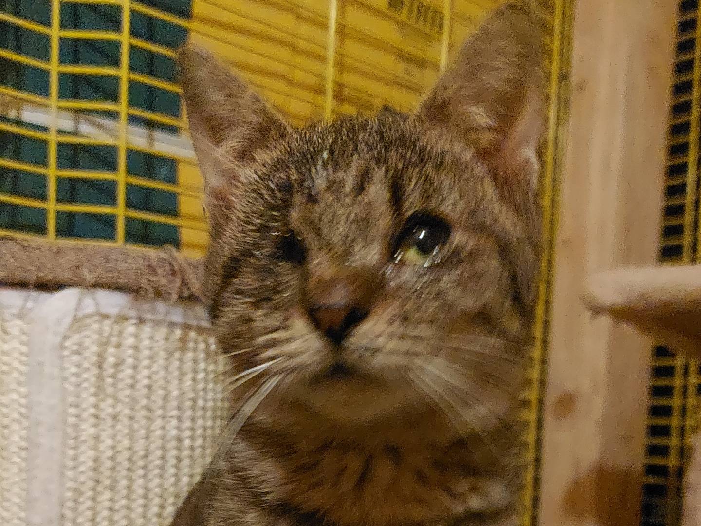 Adotta un gatto, maschio, 3 mesi, Bologna