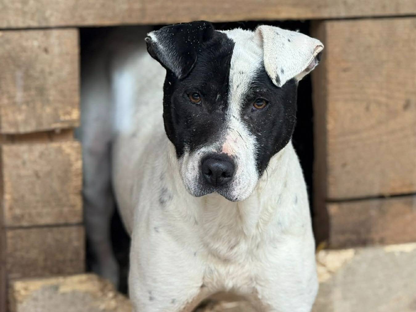 Adotta un cane, maschio, 3 anni e 11 mesi, Firenze