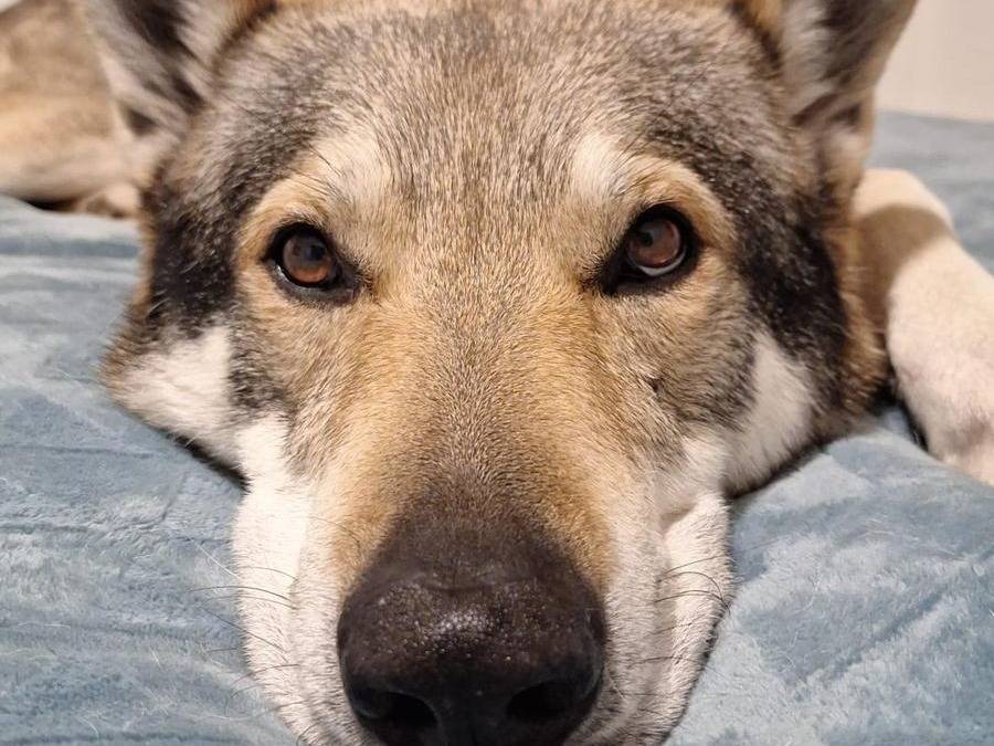 Adozione cane, maschio, Cane lupo Cecoslovacco Razza sconosciuta, 10 anni, taglia grande, Milano