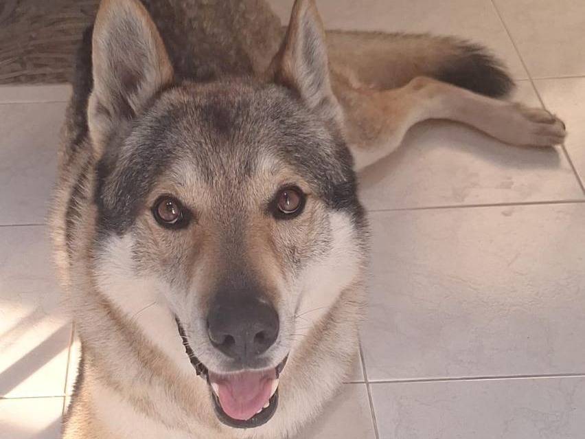 Adotta un cane, taglia grande, maschio, Milano