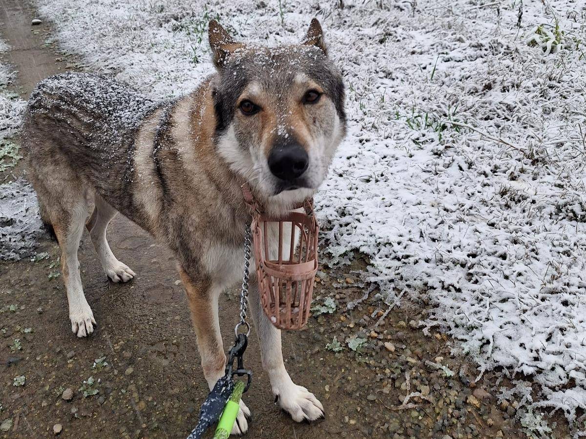 Vuoi adottare un cane a Milano?