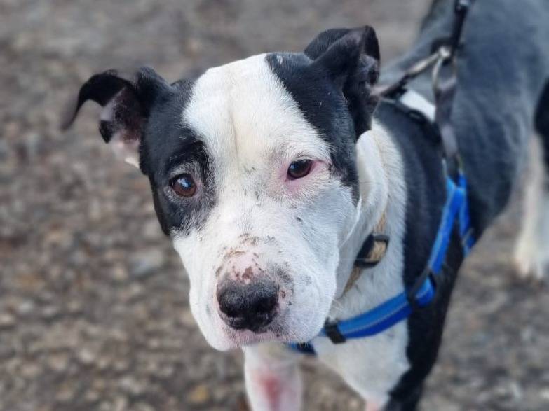 Adozione cane, maschio, Pitbull Razza sconosciuta, 1 anno, taglia media, Varese