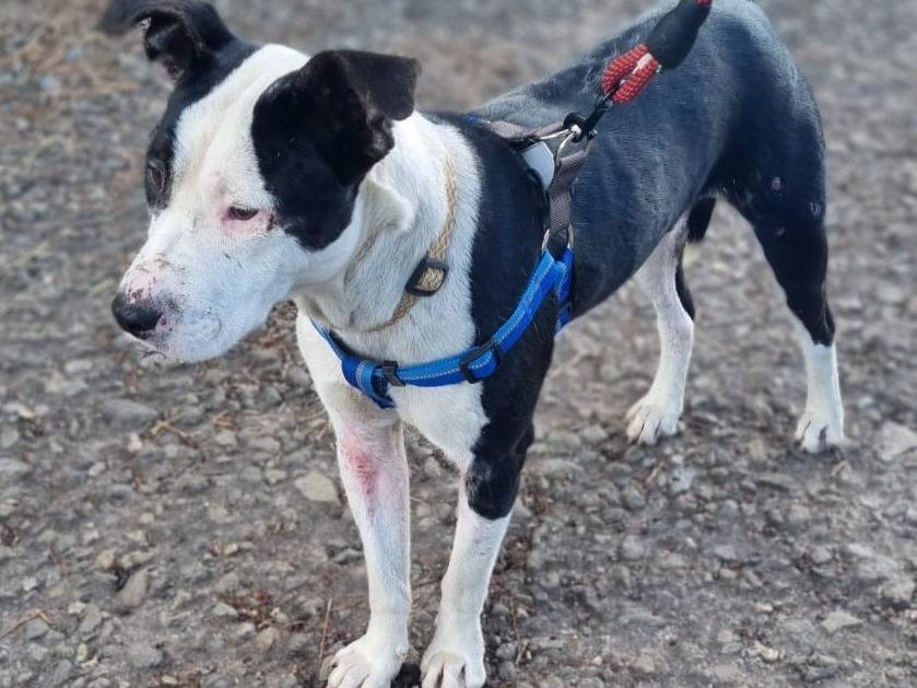 Adotta un cane, maschio, 1 anno, Varese