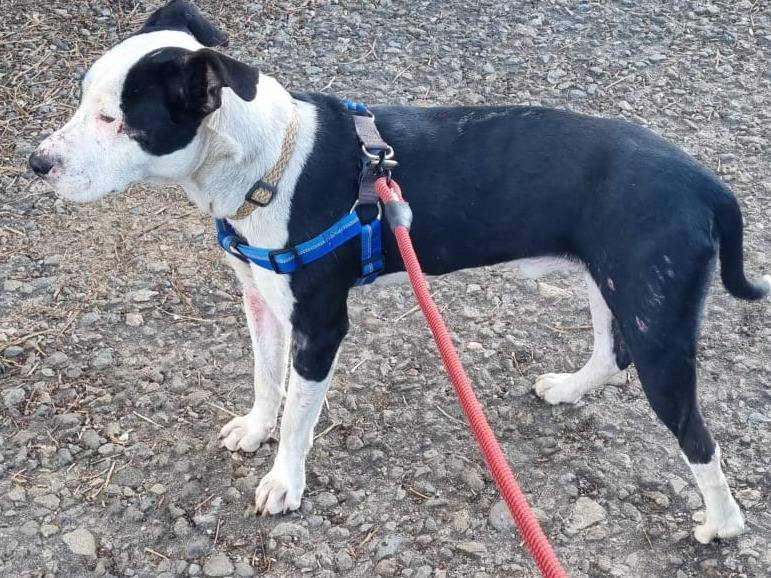 Adotta un cane, taglia media, maschio, Varese