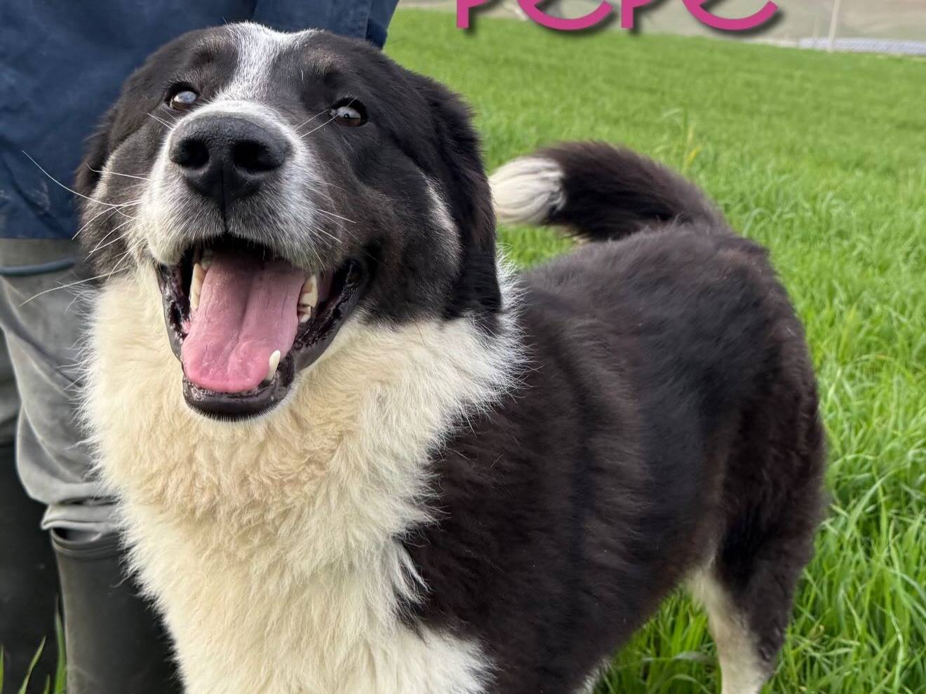 Adozione cane, maschio, Razza sconosciuta Razza sconosciuta, 10 mesi, taglia grande, Matera