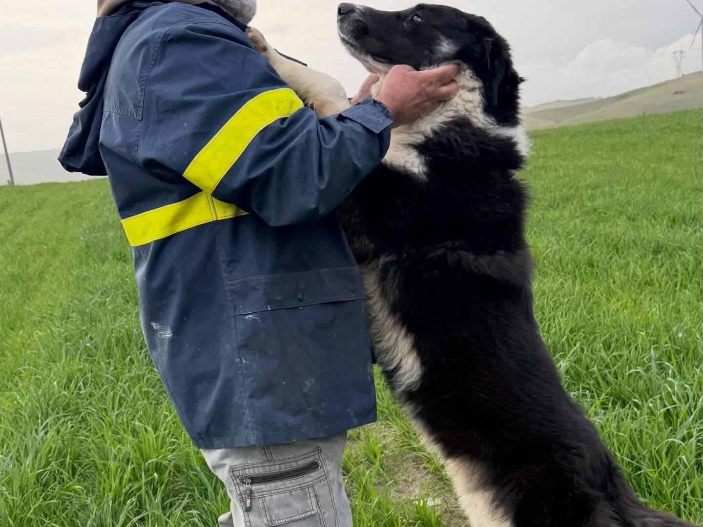 Adotta un cane, maschio, 10 mesi, Matera