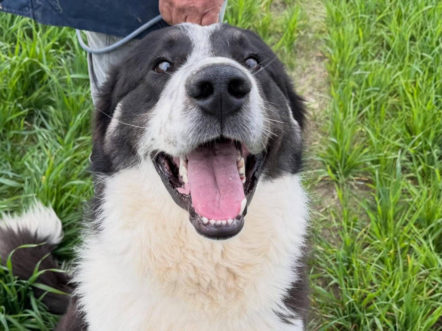 Adotta un cane, taglia grande, maschio, Matera
