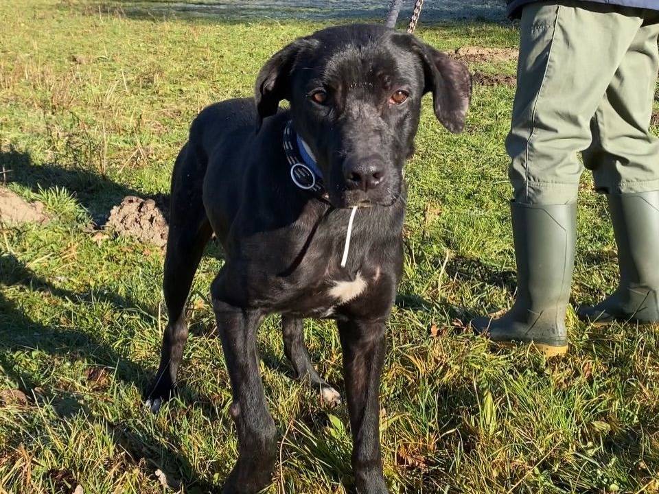 Adozione cane, maschio, Razza sconosciuta Razza sconosciuta, 1 anno e 10 mesi, taglia media, Varese