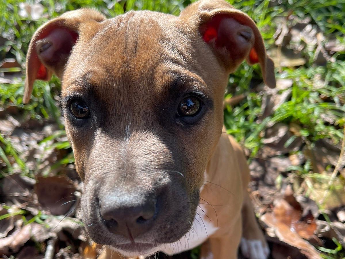 Adozione cane, maschio, Pitbull Razza sconosciuta, 2 mesi, taglia grande, Roma