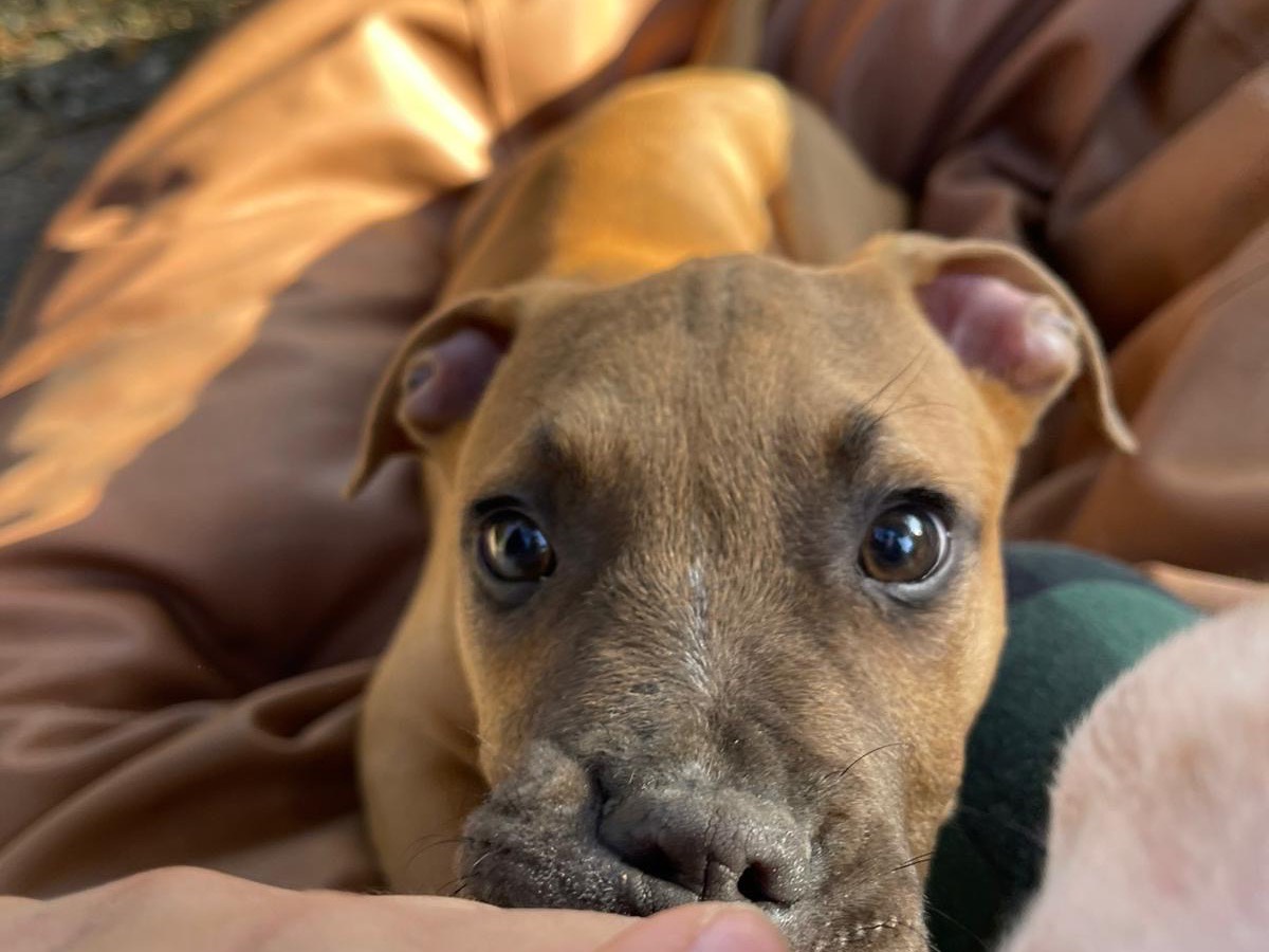 Adotta un cane, maschio, 2 mesi, Roma