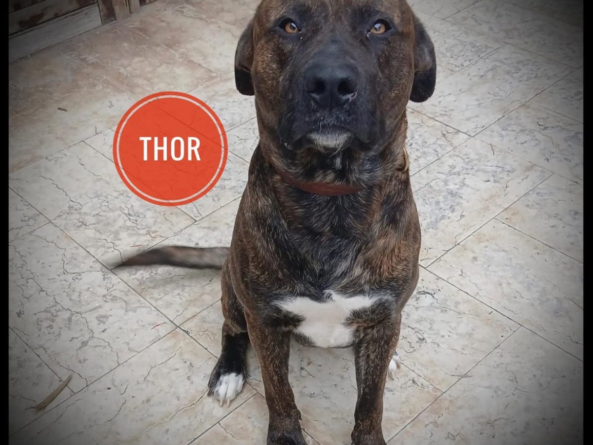 Adozione cane, maschio, Corso Razza sconosciuta, 2 anni e 8 mesi, taglia grande, Verona