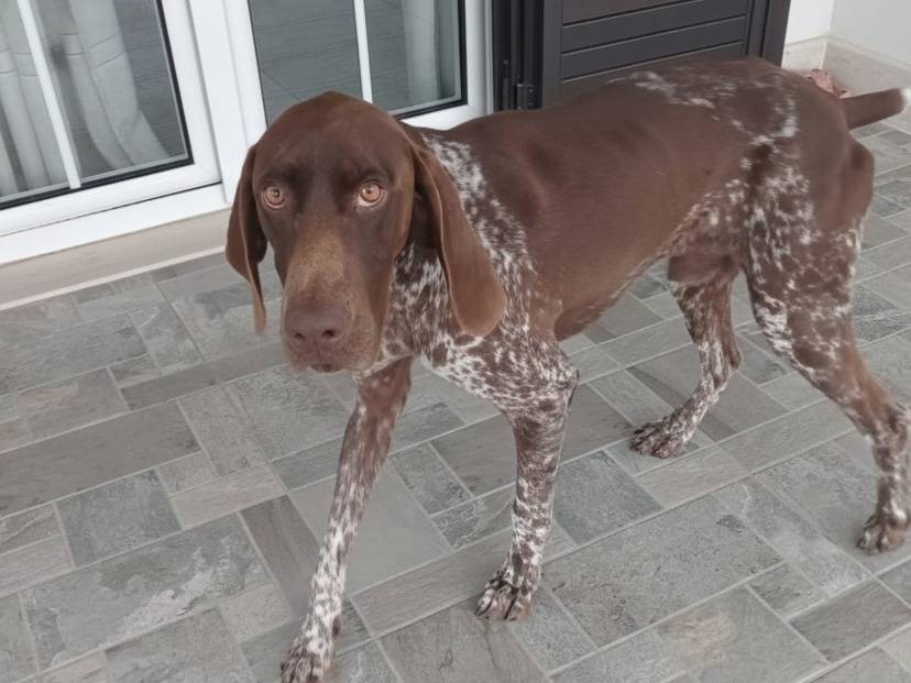 Adozione cane, maschio, Bracco Razza sconosciuta, 3 anni e 4 mesi, taglia media, Avellino