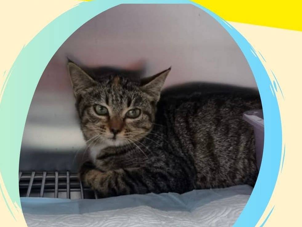 Adozione gatto, femmina, Razza sconosciuta Razza sconosciuta, 3 mesi, taglia non valida, Teramo