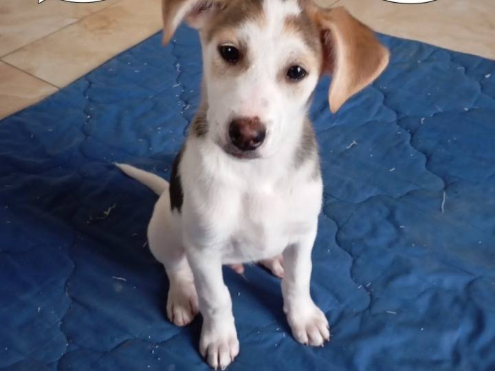 Adozione cane, maschio, Razza sconosciuta Razza sconosciuta, 2 mesi, taglia media, Avellino