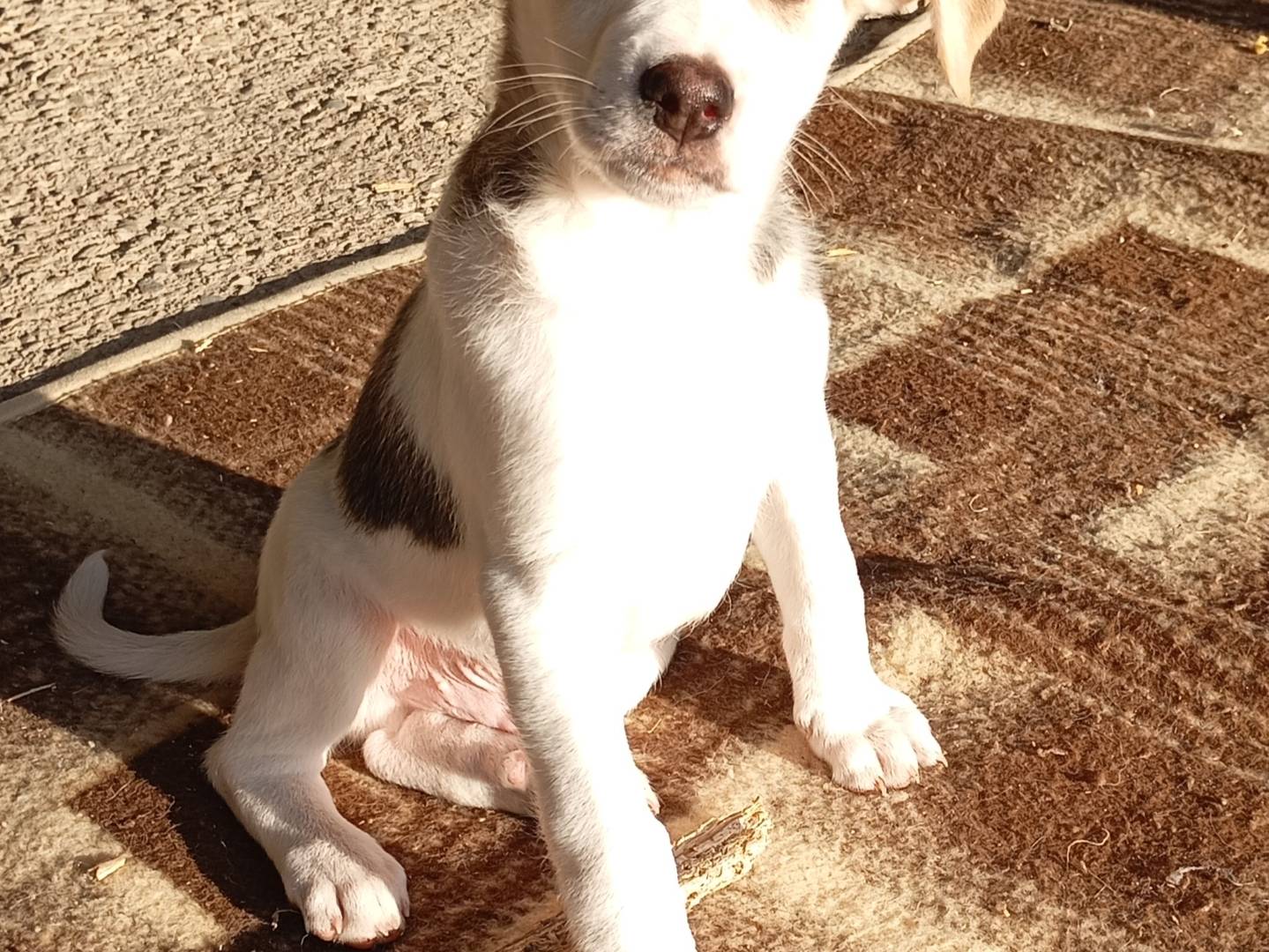 Adotta un cane, maschio, 2 mesi, Avellino