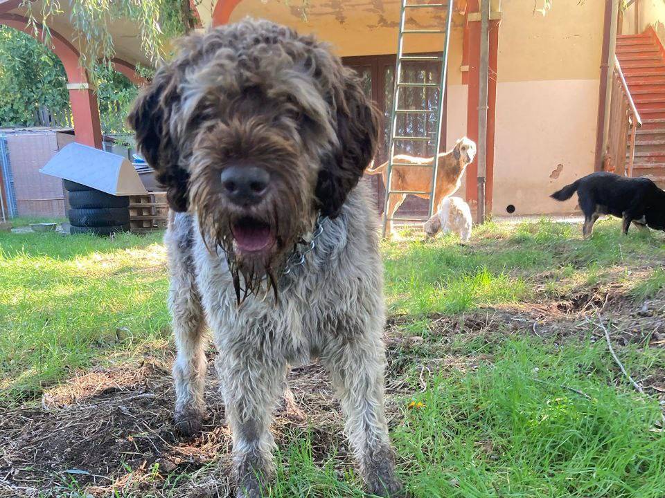 Vuoi adottare un cane a Bergamo?