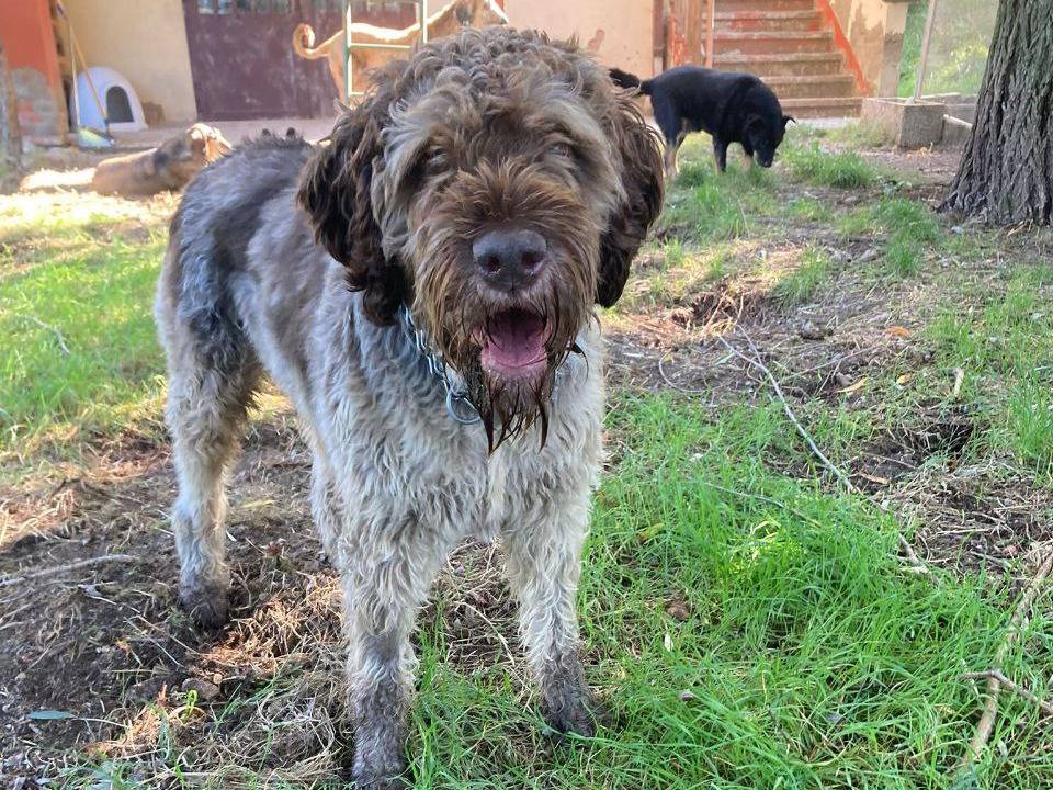 Adotta il cane Book a Bergamo