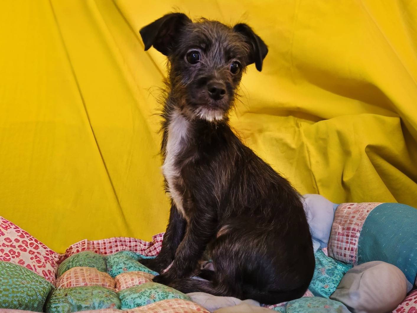 Adozione cane, maschio, Razza sconosciuta Razza sconosciuta, 4 mesi, taglia piccola, Benevento