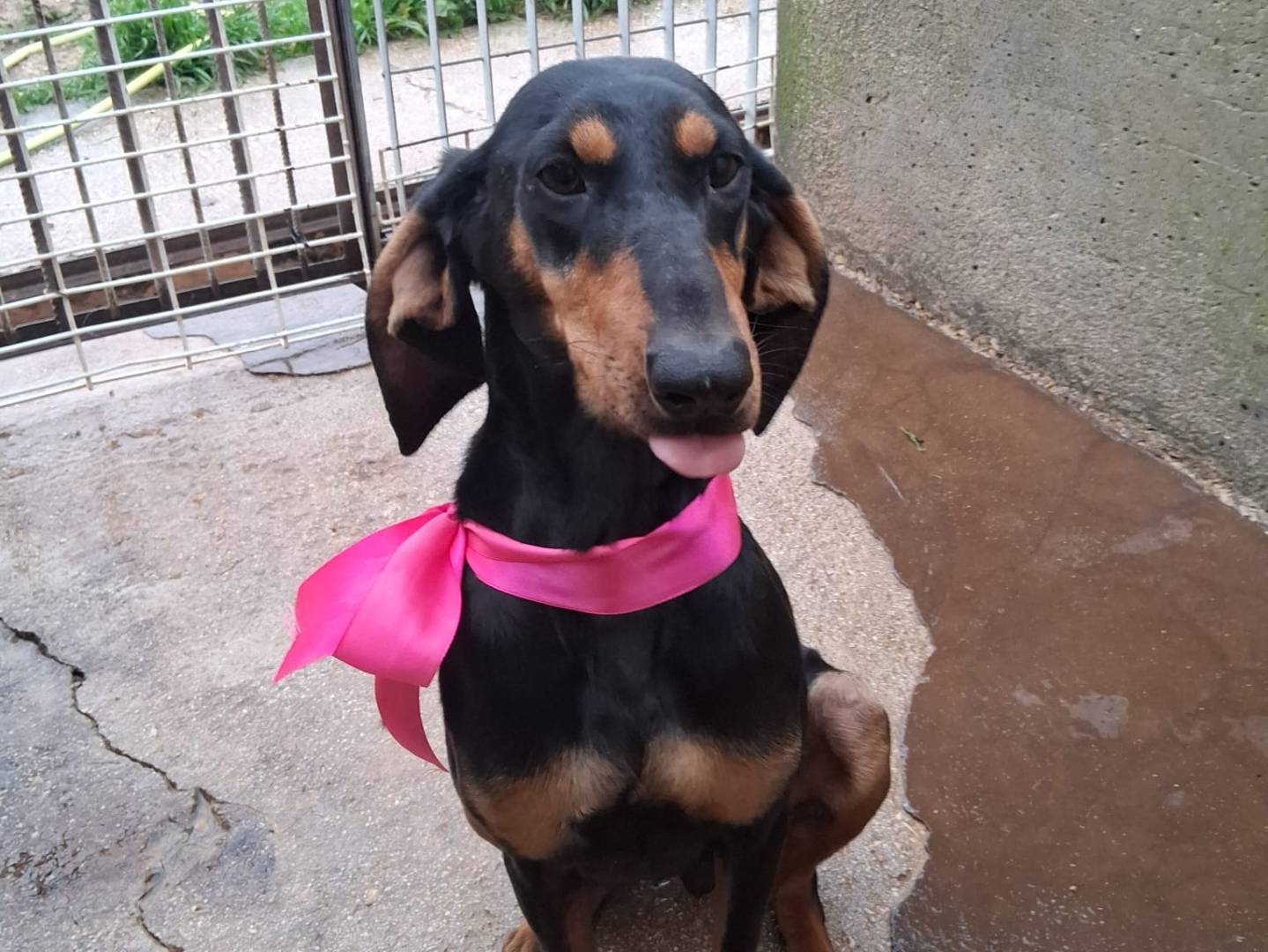Adozione cane, femmina, Segugio Razza sconosciuta, 3 anni, taglia media contenuta, Milano