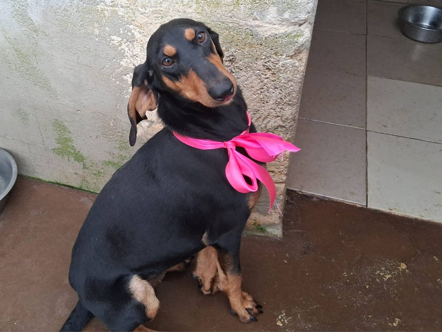 Adotta un cane, taglia media contenuta, femmina, Milano