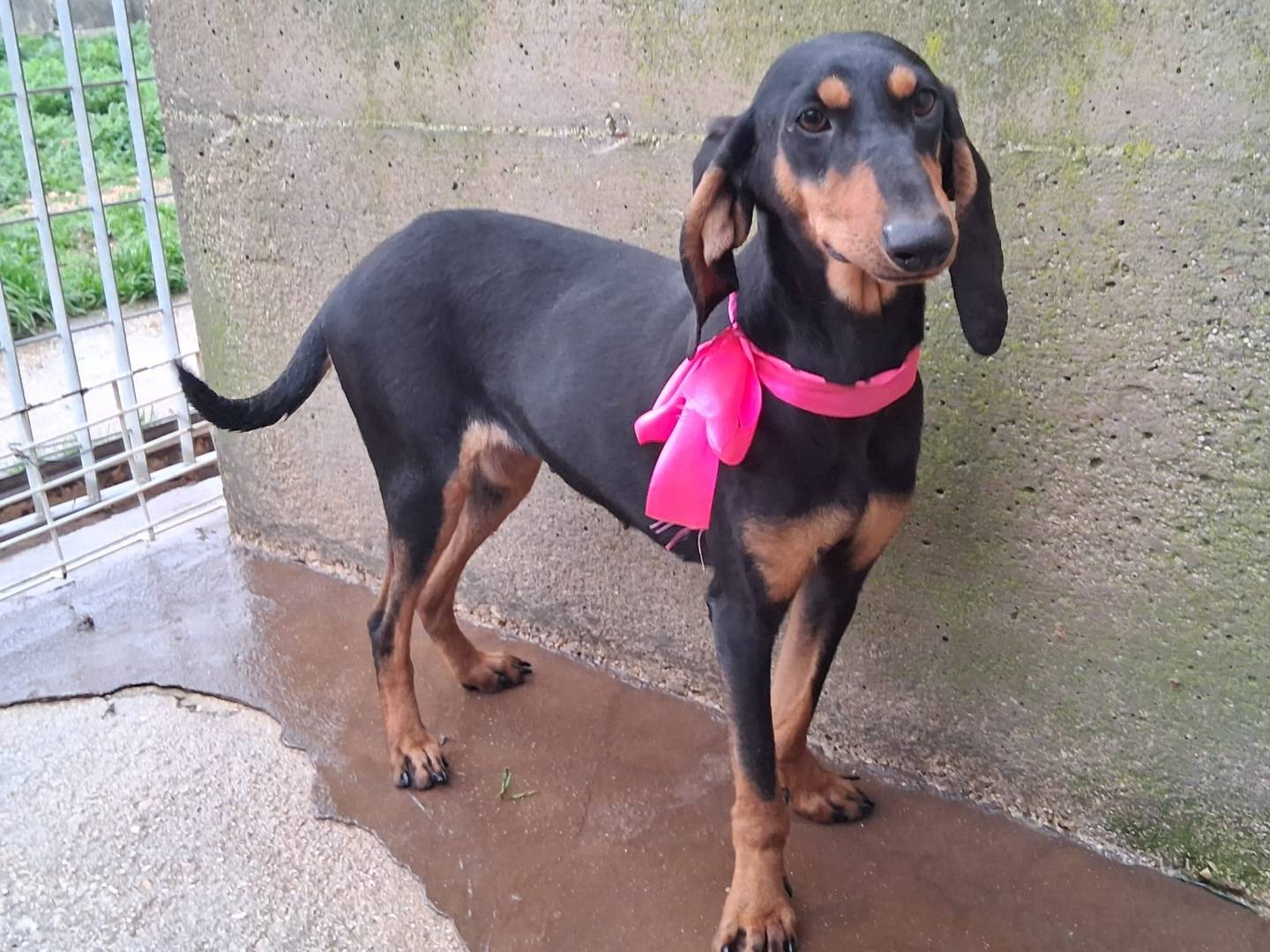 Vuoi adottare un cane a Milano?