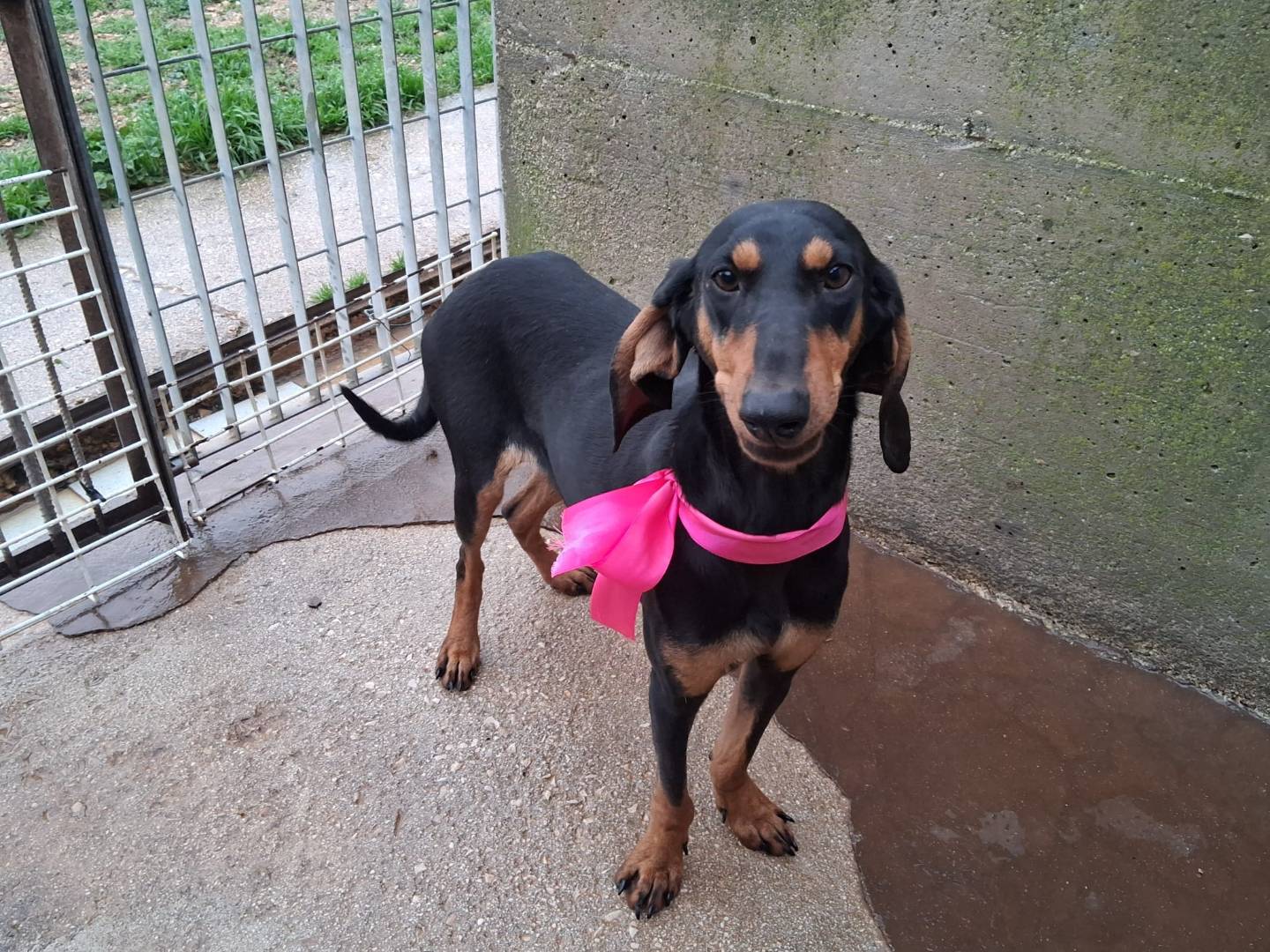 Adotta il cane FIAMMETA a Milano