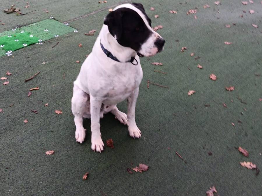 Vuoi adottare un cane a Cosenza?