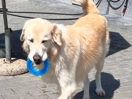 Adotta un cane, taglia media, maschio, Milano