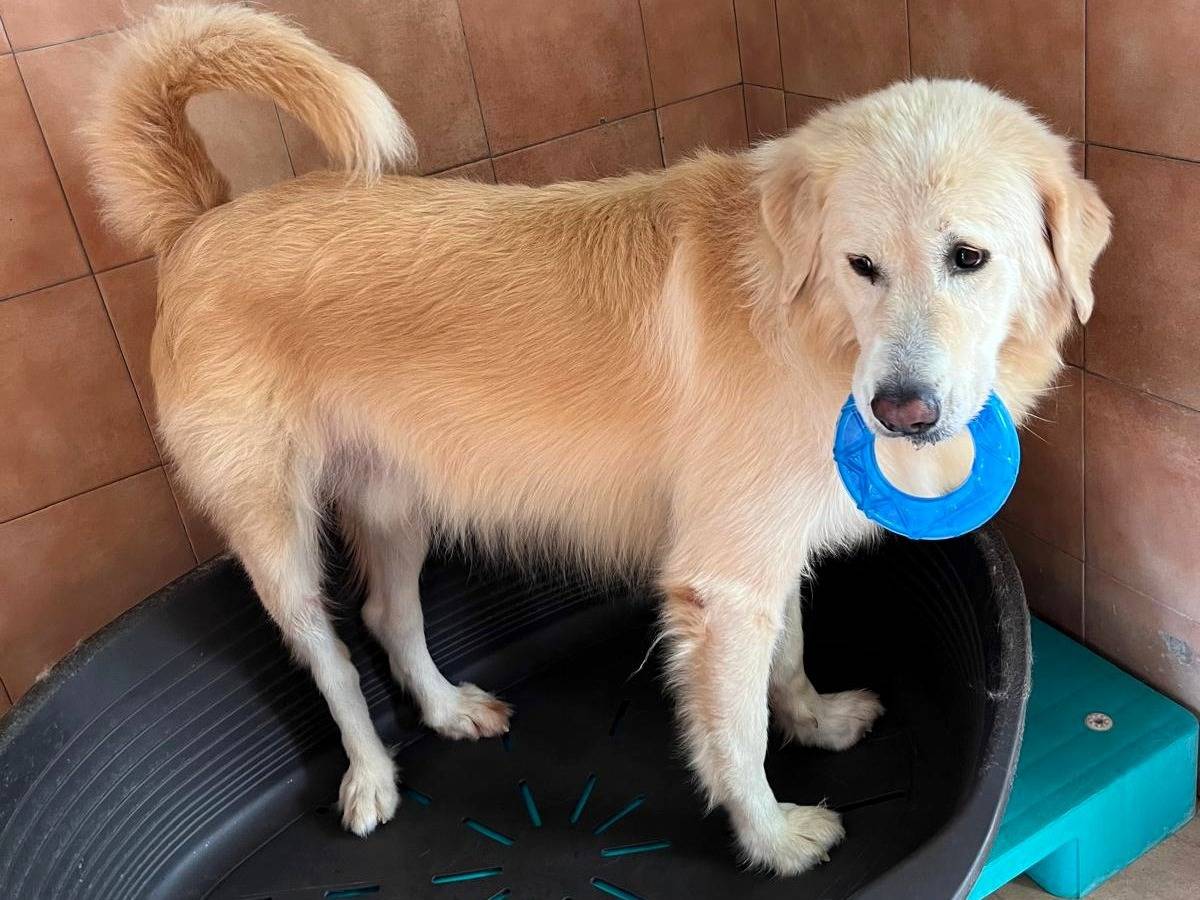 Vuoi adottare un cane a Milano?