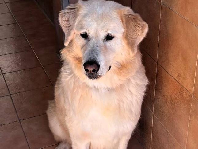 Adotta il cane SALOMONE a Milano