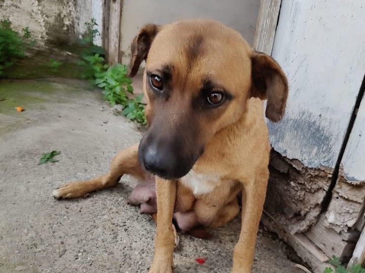 Adotta un cane, femmina, 4 anni, Crotone