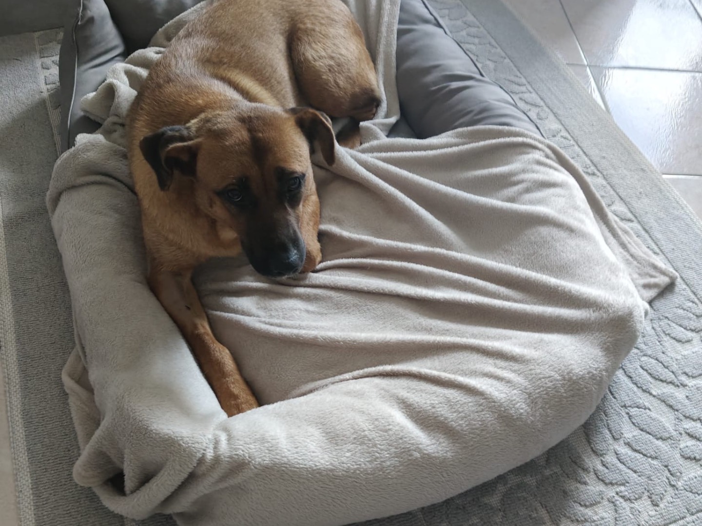 Adotta un cane, taglia media, femmina, Crotone