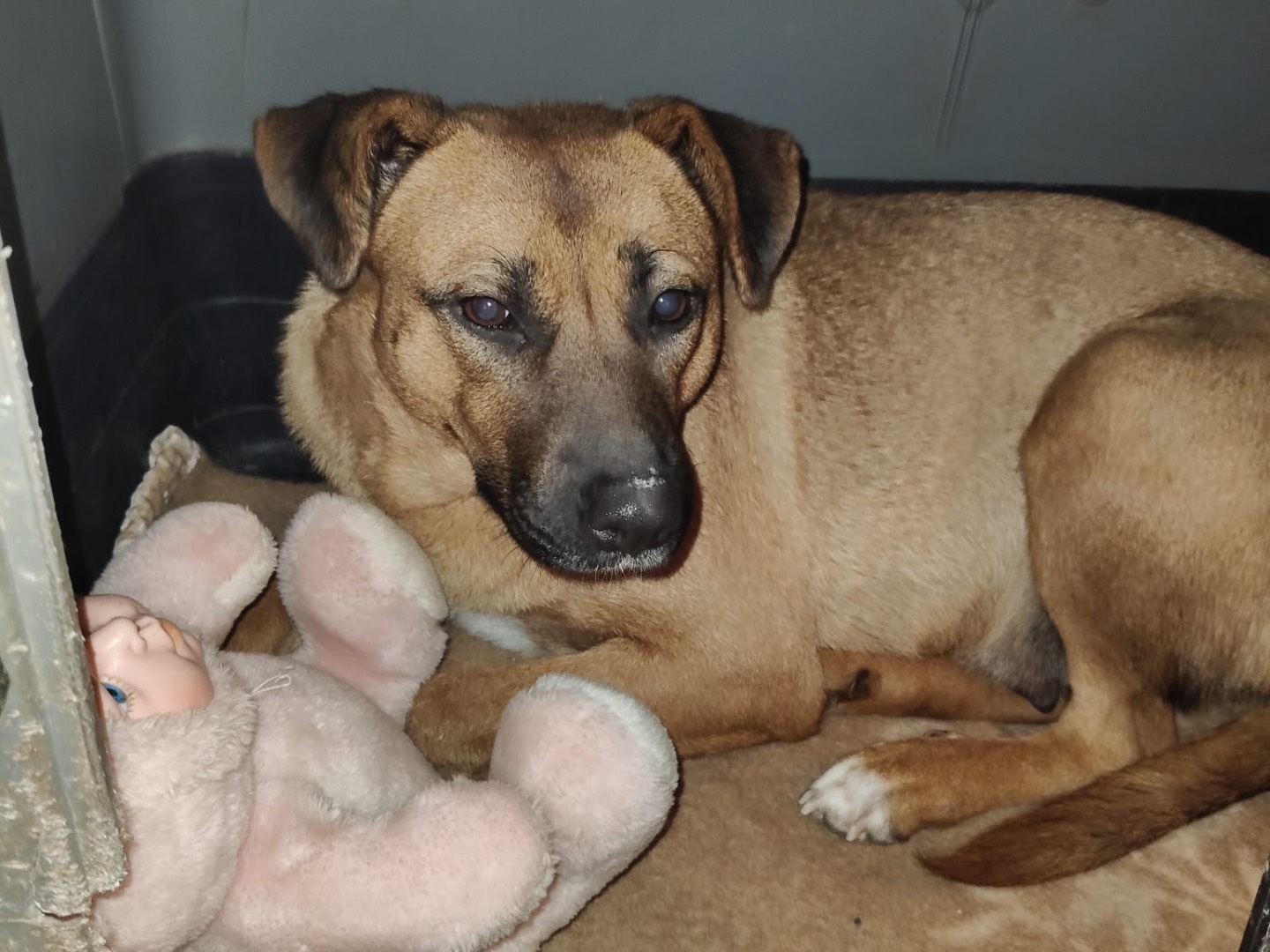 Vuoi adottare un cane a Crotone?