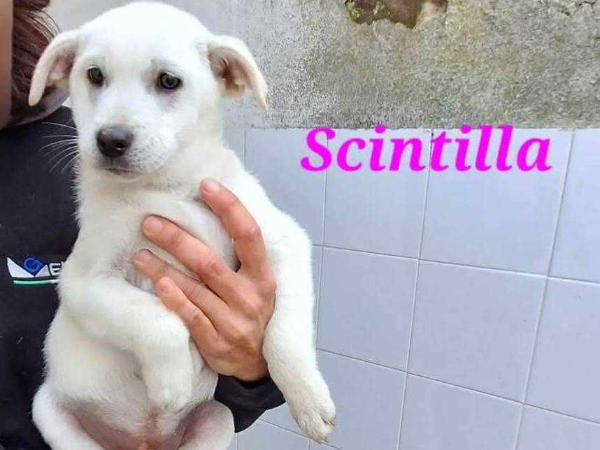 Adozione cane, femmina, Razza sconosciuta Razza sconosciuta, 4 mesi, taglia media, Bergamo