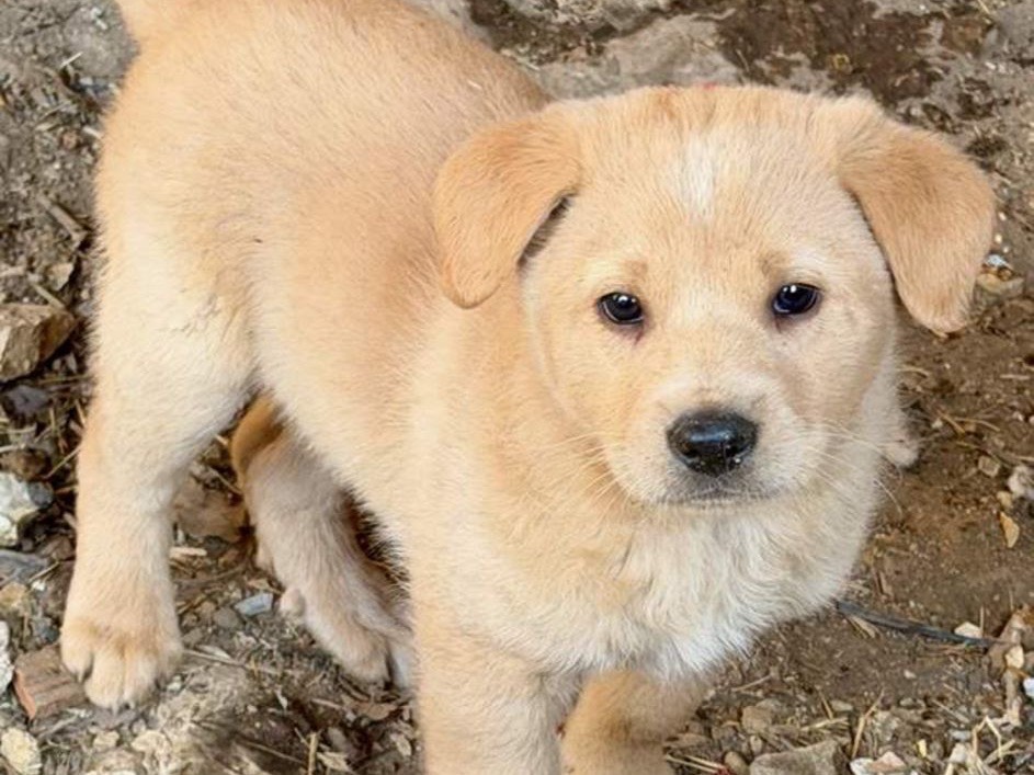 Adozione cane, maschio, Labrador Retriever Razza sconosciuta, 3 mesi, taglia media, Frosinone