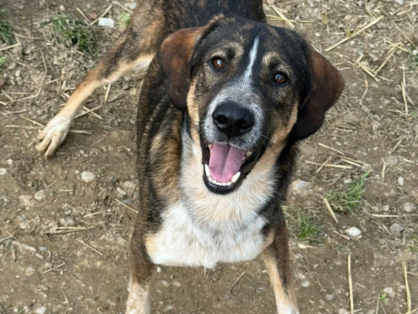 Adozione cane, maschio, Razza sconosciuta Razza sconosciuta, 2 anni, taglia media, Firenze