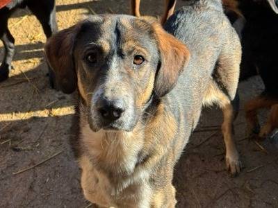 Vuoi adottare un cane a Firenze?