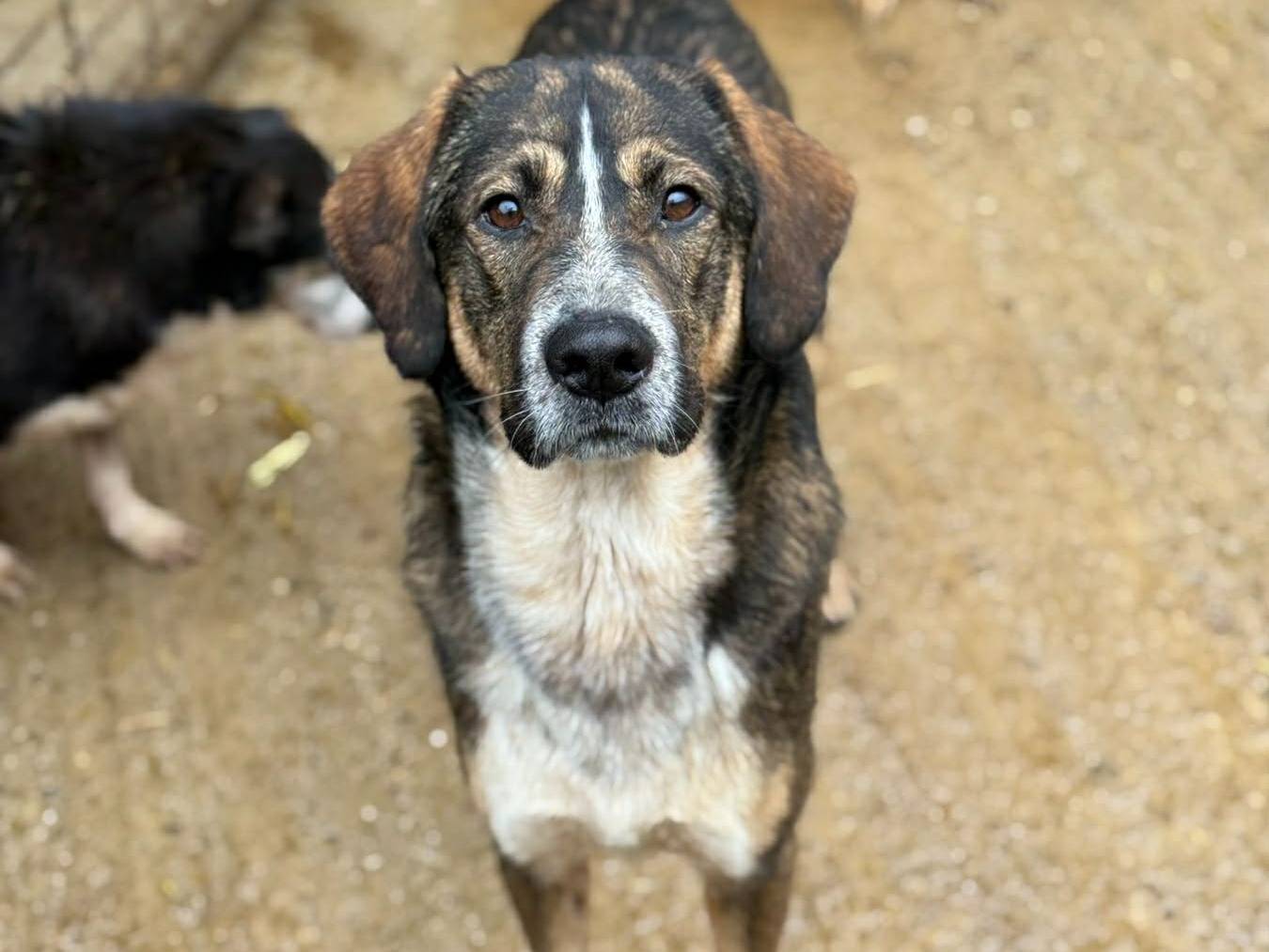 Adotta il cane FINLEY a Firenze