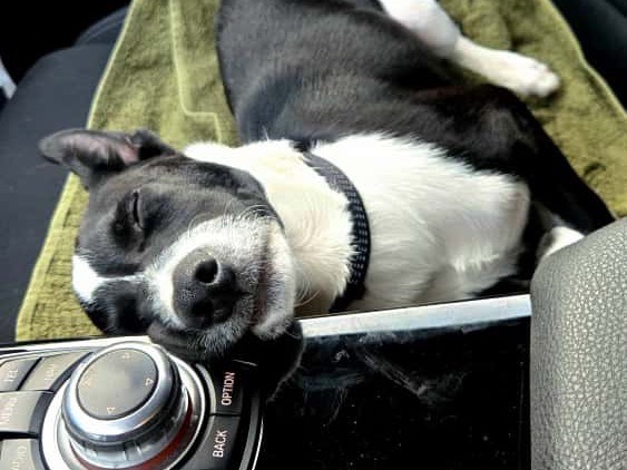 Adotta un cane, taglia media contenuta, maschio, Bergamo