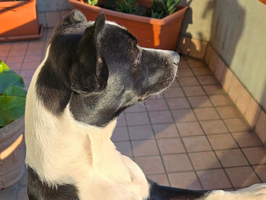 Adotta il cane Joker a Bergamo