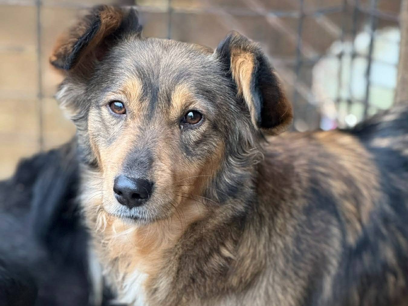 Adozione cane, maschio, Razza sconosciuta Razza sconosciuta, 1 anno e 10 mesi, taglia media, Firenze