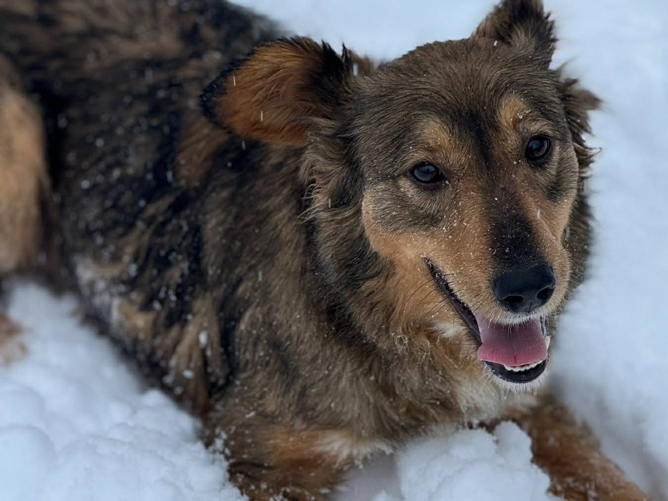 Adotta un cane, taglia media, maschio, Firenze