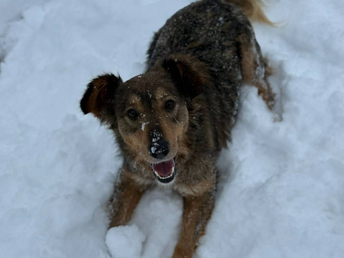 Vuoi adottare un cane a Firenze?