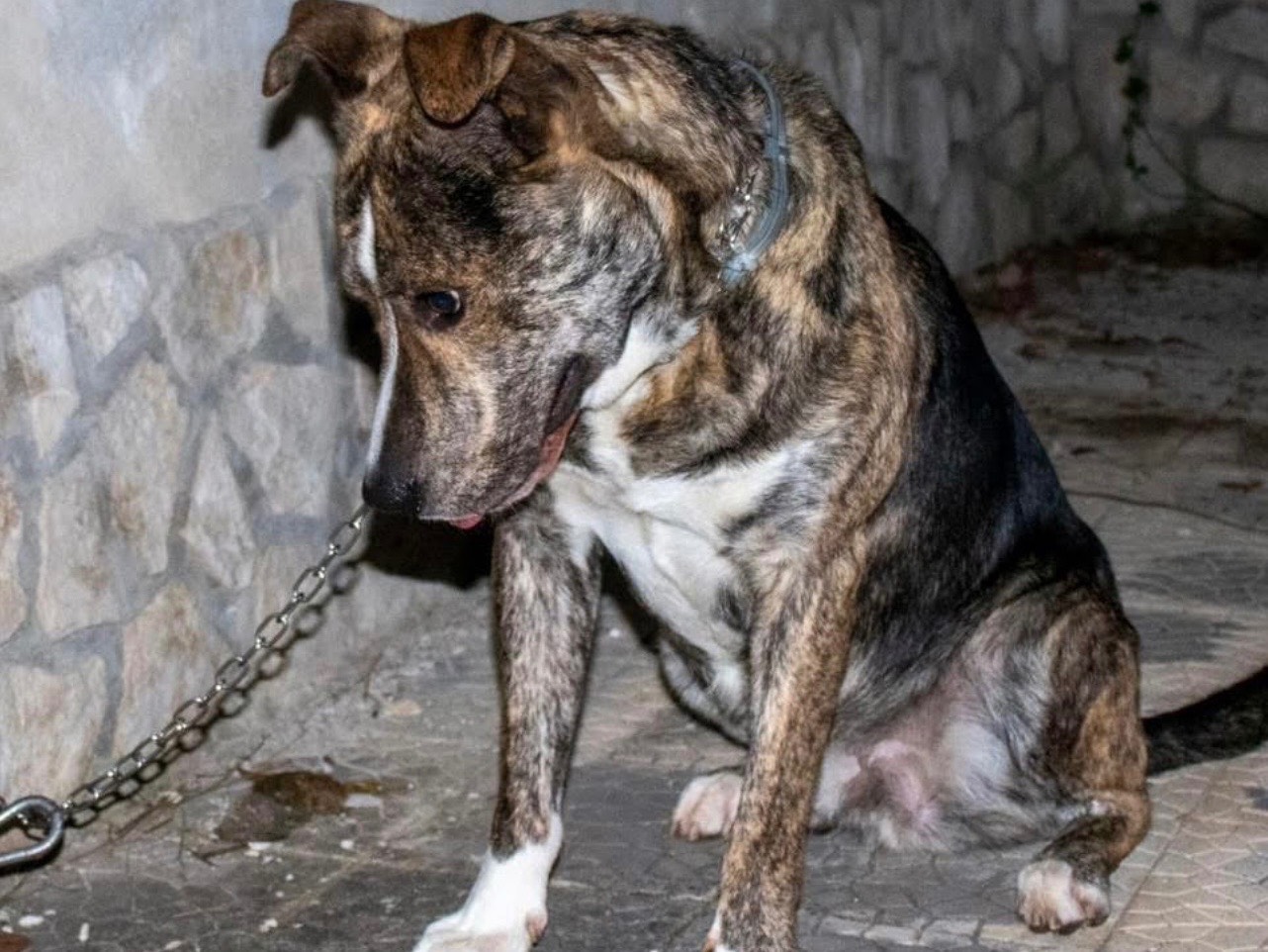 Adozione cane, maschio, Razza sconosciuta Razza sconosciuta, 1 anno e 11 mesi, taglia media, Laquila