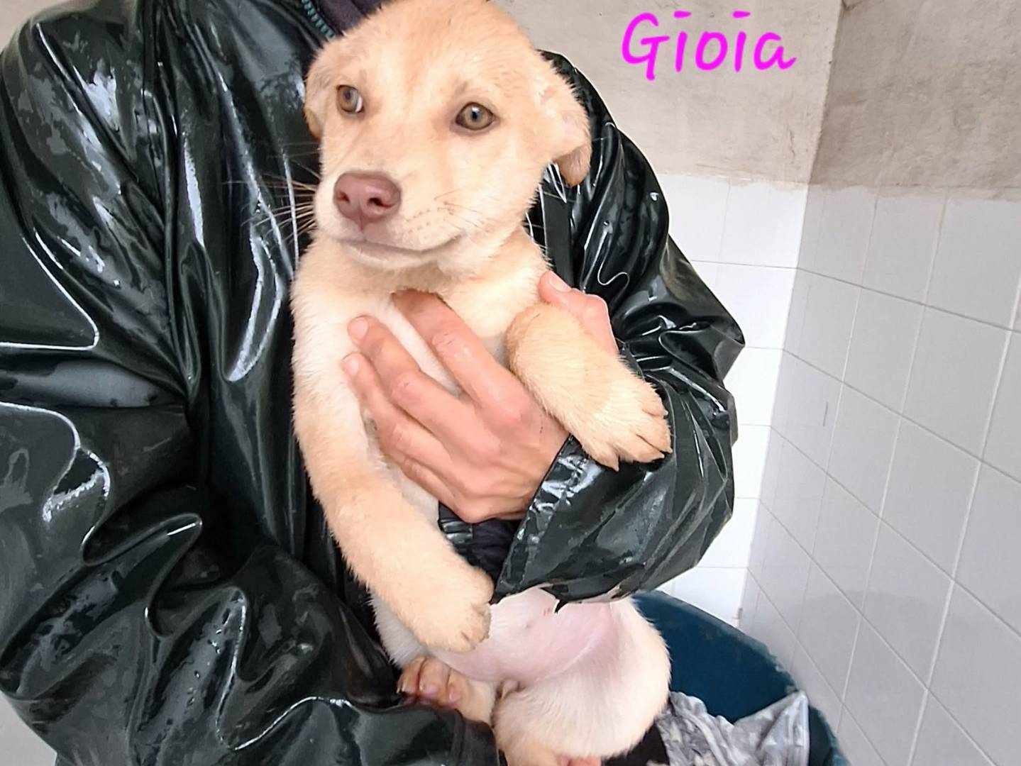 Adozione cane, femmina, Razza sconosciuta Razza sconosciuta, 2 mesi, taglia media, Bologna