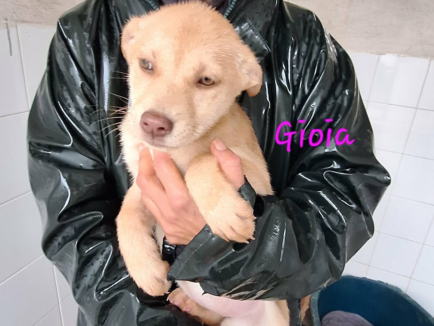 Adotta un cane, femmina, 2 mesi, Bologna