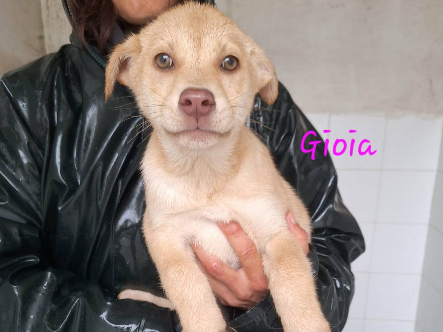 Adotta un cane, taglia media, femmina, Bologna