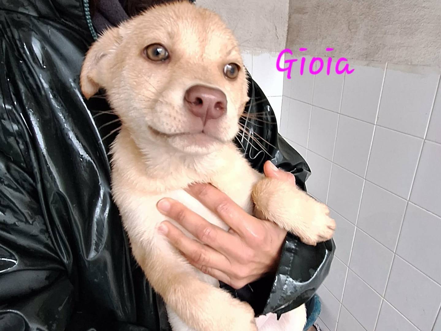 Vuoi adottare un cane a Bologna?